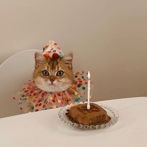 Cat pet clothing and accessories hair accessories bib party supplies headdress birthday wool ball cap polka dot colored scarf