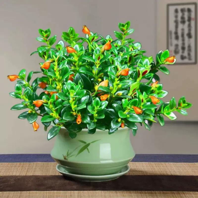 金魚花吊蘭盆栽四季觀花易活金魚草陽臺精品綠植 Taobao