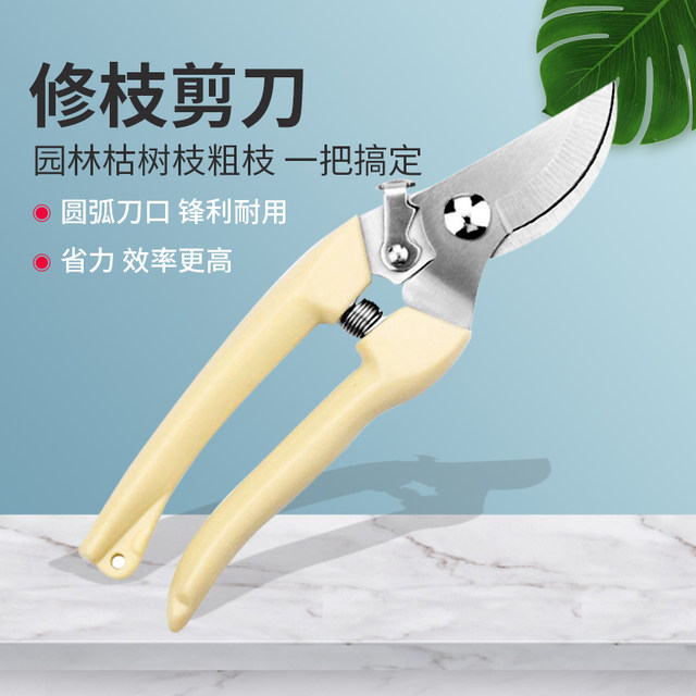 Pruning branches Scissors, branches, garden rough fruit trees cut bonsai gardening flower solid flower art cut flower branches scissors
