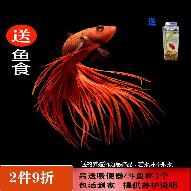 活體觀賞魚熱帶魚泰國鬥魚半月馬尾獅王寵物小迷你淡水魚一對公母 Taobao