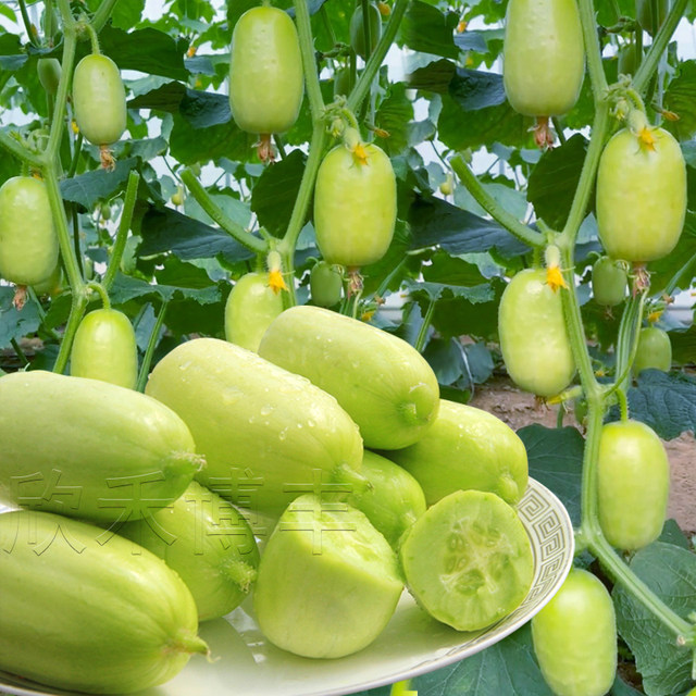 Mini little cucumber seeds golden boy jade girl fruit cucumber seed seed seeds spring and summer four seasons balcony pot planting vegetables
