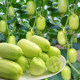 Mini little cucumber seeds golden boy jade girl fruit cucumber seed seed seeds spring and summer four seasons balcony pot planting vegetables
