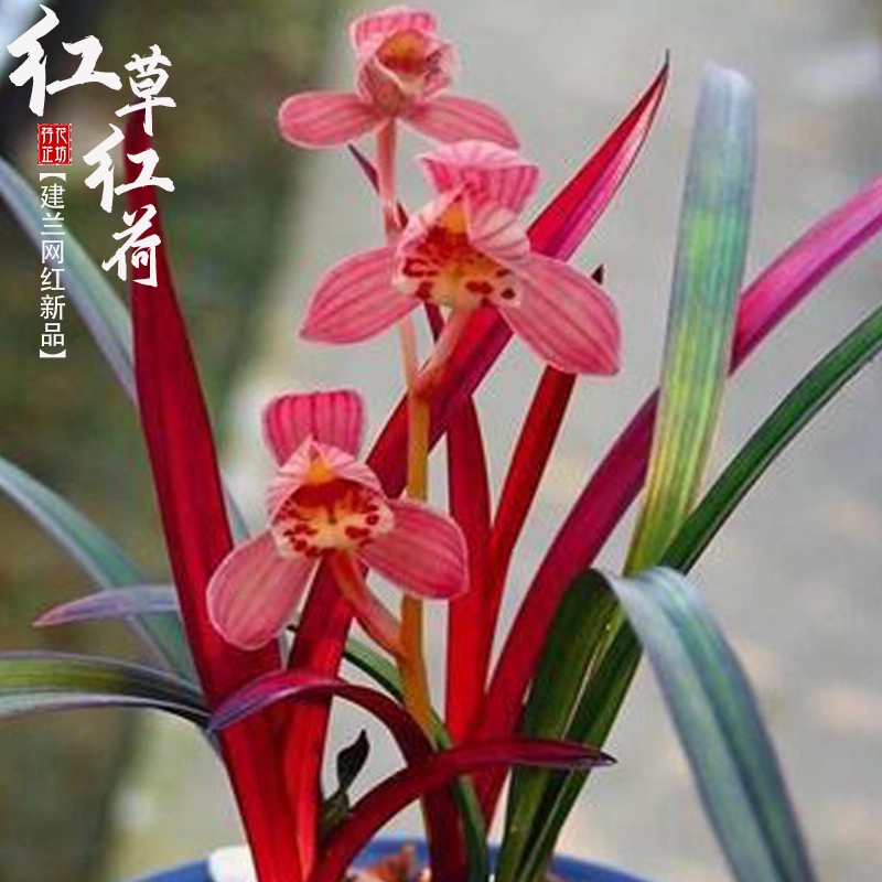 薩摩寒蘭柄物銘品『天山』中木　寒蘭　春蘭　東洋蘭 寒蘭専門店 東洋蘭センター / 縄文錦(じょうもんにしき) 鹿児島