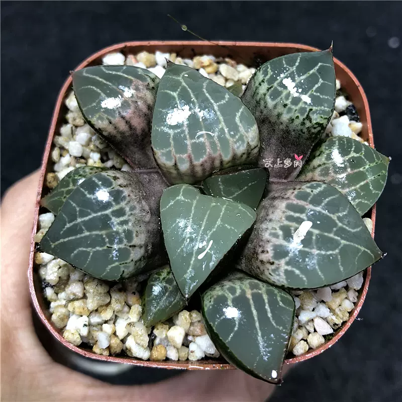 艾上多肉水晶康平寿亮窗寿十二卷玉露多肉植物一