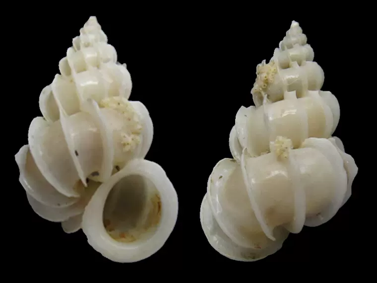 东洋海蛳螺104287 A98 13.5mm F++ 50y Epitonium tokyoense