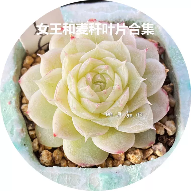 女王玫瑰猫女编号女王优选叶片合集二萌肉新品贵货进口