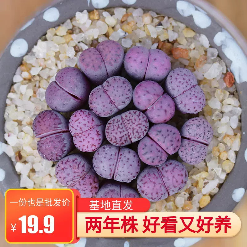 紫花纹多肉生石花石头花肉肉植物多肉植物pp花办公室盆栽