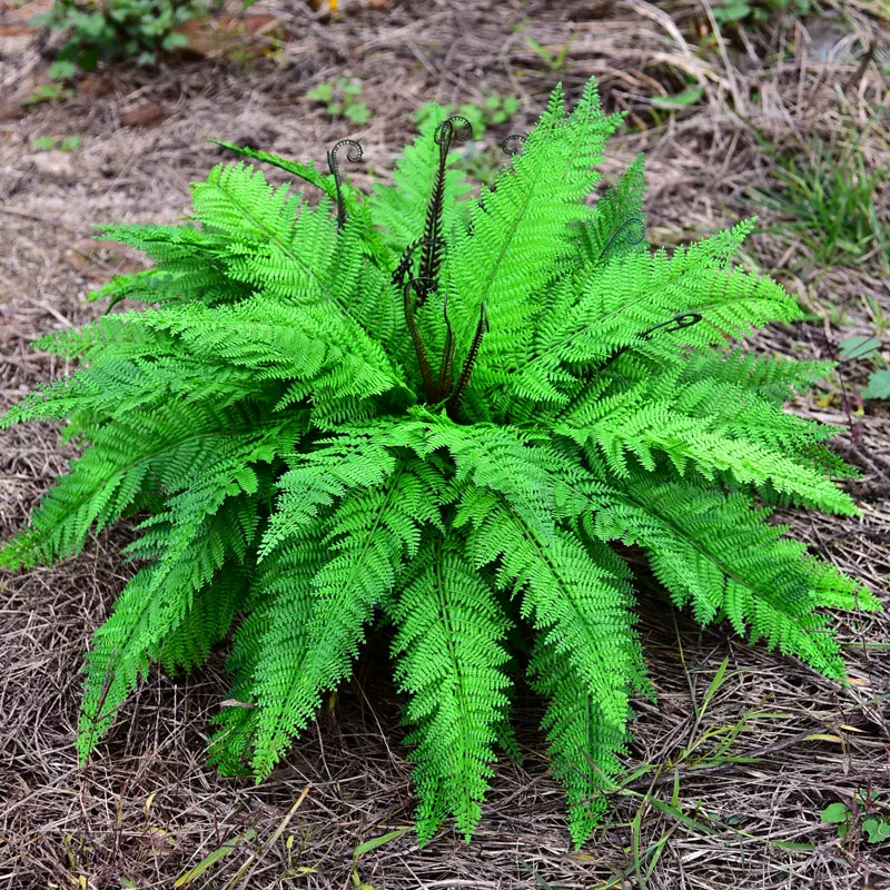 仿真蕨类植物波斯草蕨草排草植物墙肾蕨假花