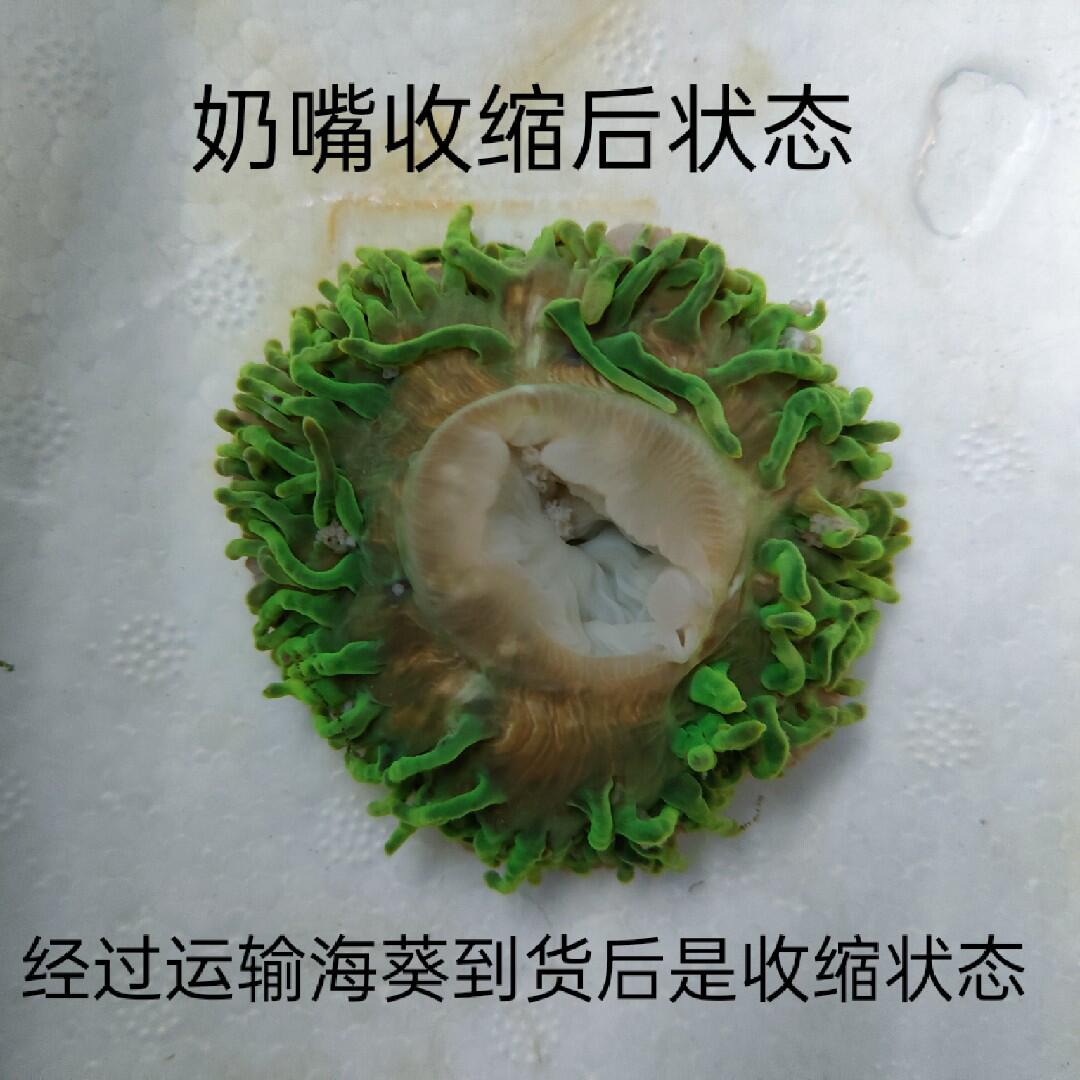 奶嘴海葵 紫点白葵 公主海葵 荧光绿地毯海葵 小丑鱼共生海葵家窝