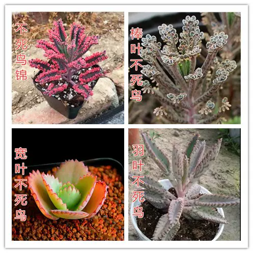 落地生根多肉植物蕾丝公主不死鸟锦蓝鸟白鸟蝴蝶之舞