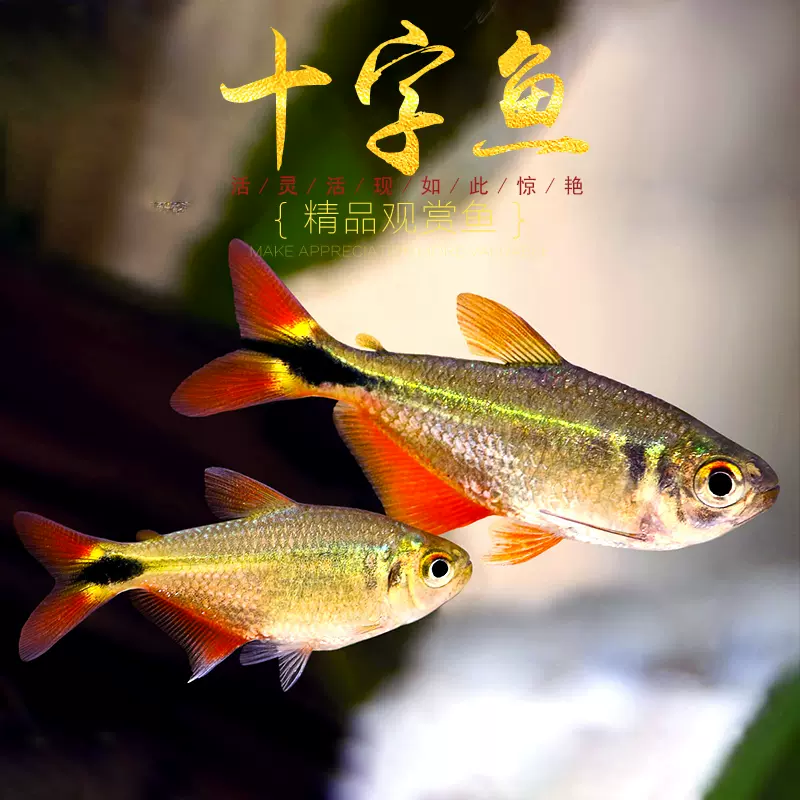 十字魚淡水魚小型冷水魚紅眼天使招財風水魚練手魚熱帶魚原生活