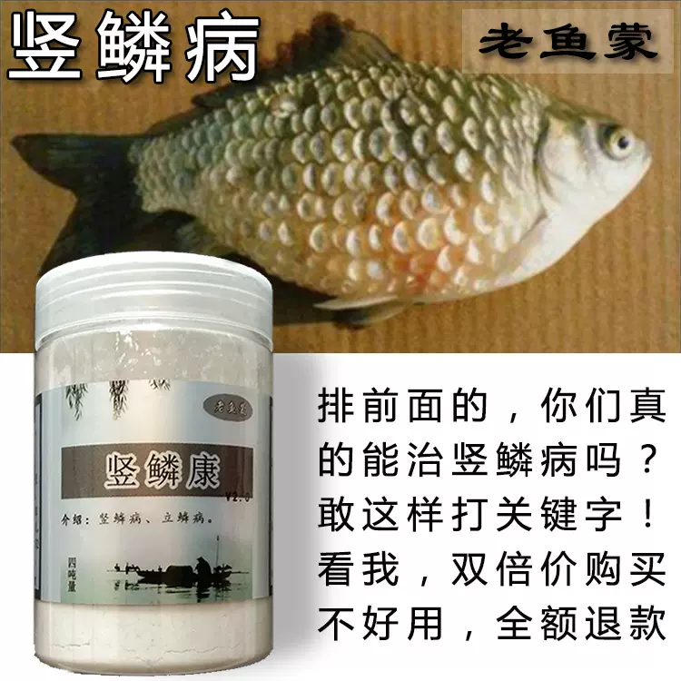 錦鯉豎鱗病觀賞魚立鱗病金魚鱗立病熱帶魚炸鱗魚