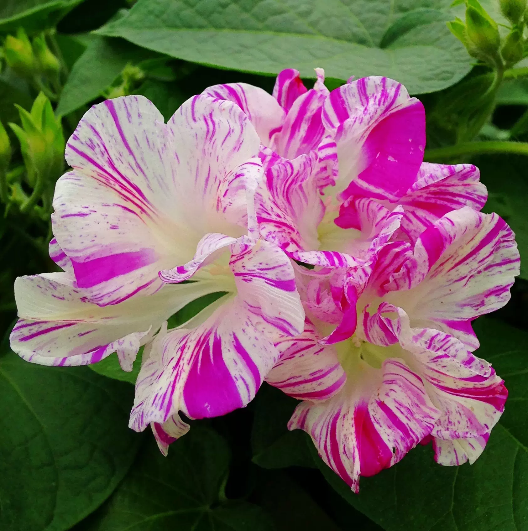 稀有重瓣牵牛花西洋系朝颜妖精之舞爬藤类 稀有重瓣牵牛花西洋系朝颜妖精之舞爬藤类