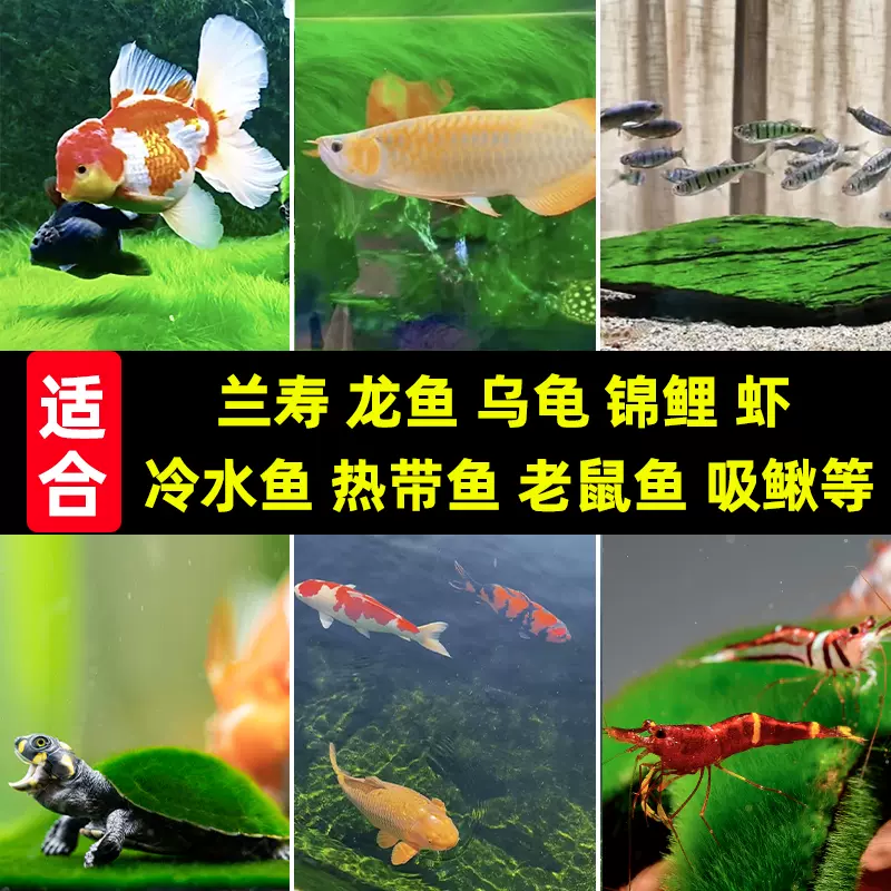 长绒藻短绒藻种水藻绿地毯池绿苔农科研绿毛藻绿绒淡水短绒藻水草
