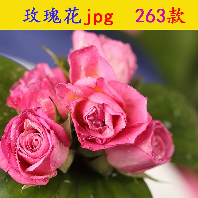 G097玫瑰花jpg高清图片素材ps设计花朵花束月季花自然风景壁纸