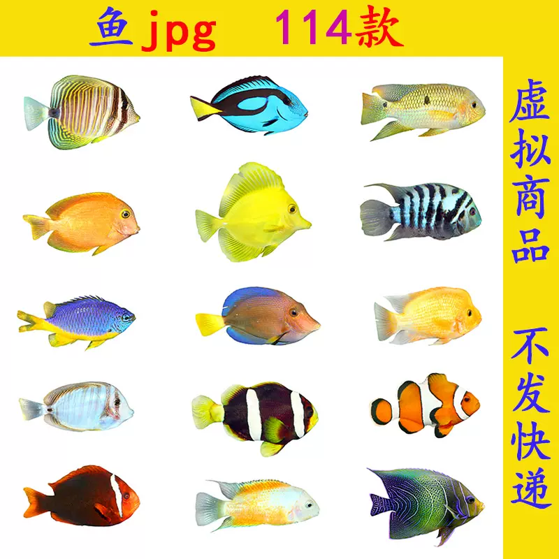 G790鱼类jpg素材ps高清图片观赏鱼金鱼狮子鱼宠物鱼热带雨