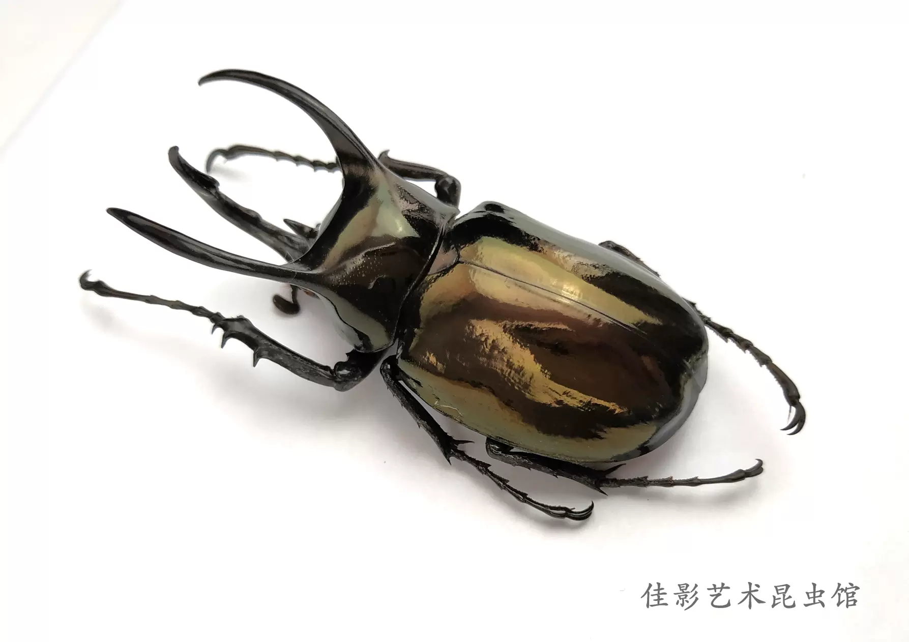 南洋大兜虫标本Chalcosoma atlas CAK昆虫甲虫产地印尼-Taobao