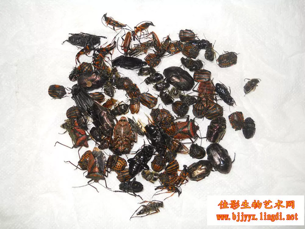 龍眼雞標本；蠟蟬科；溼蟲；未整姿；特色昆蟲；藥水處理過色彩淡-Taobao