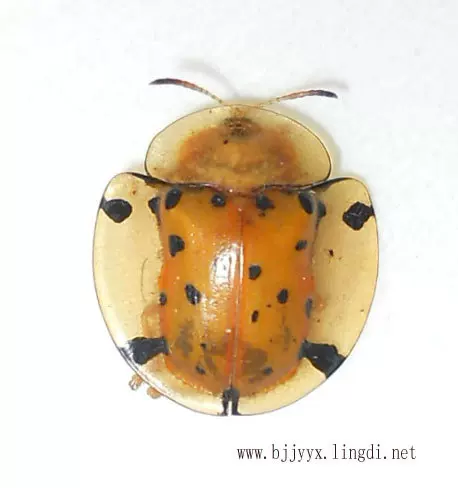 金花虫标本 牵牛花叶甲 叶甲科 湿虫 学生科普教学收藏