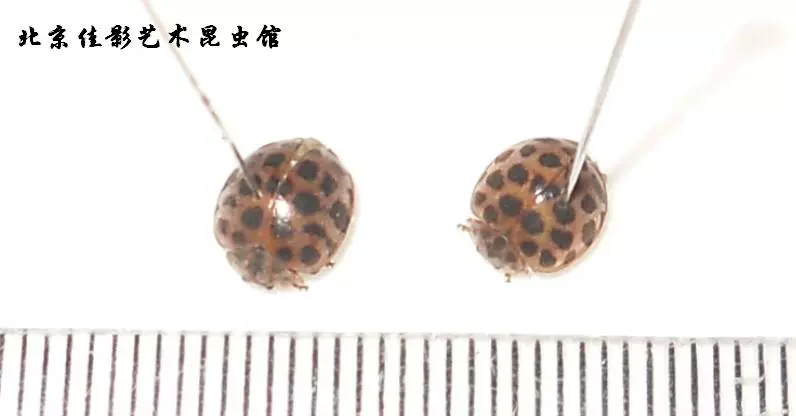 瓢虫标本 昆虫标本 未整姿湿虫 科普教学科研工艺品原虫