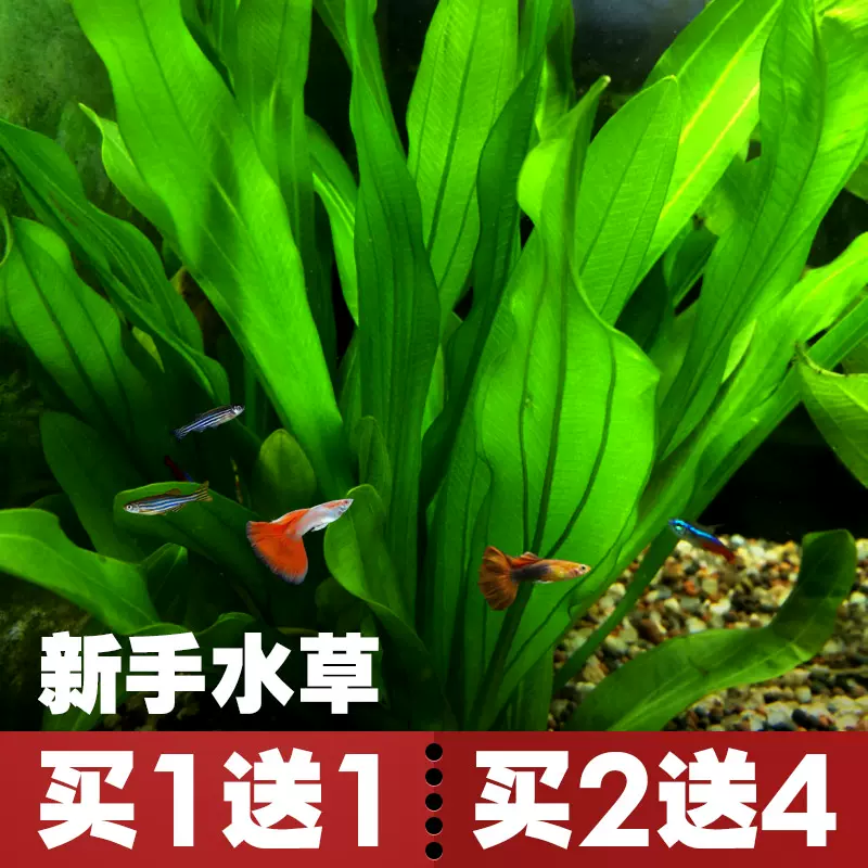 真水草鱼缸装饰水族箱造景懒人新手水草淡水活体阴性皇冠