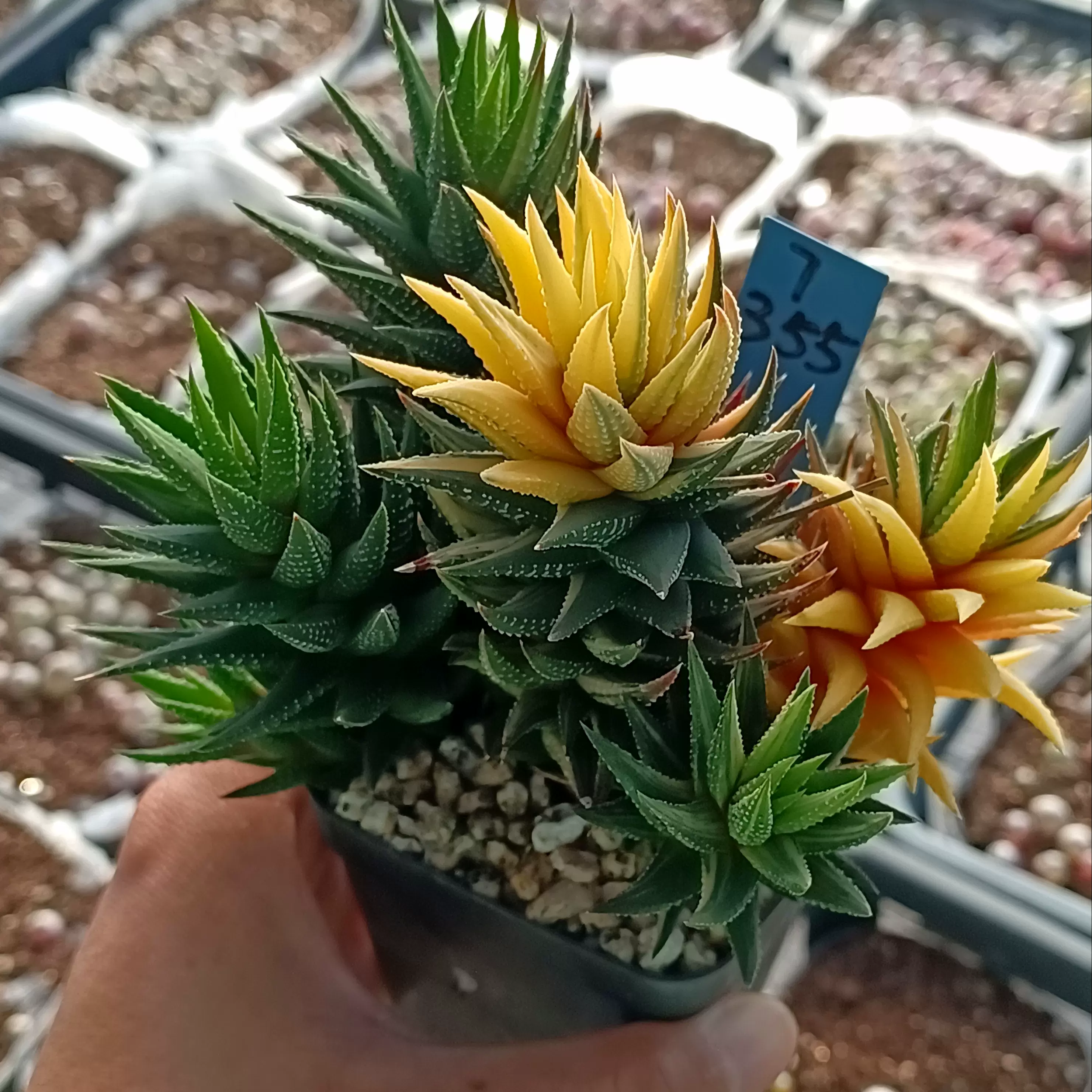 萌肉十二卷硬叶锦龙鳞三角龙城金海鹰爪银鹤一物一拍多肉植物