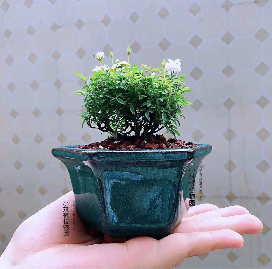 日本微型綠植植物小盆景姬月季姬薔薇小玫瑰花迷你姬