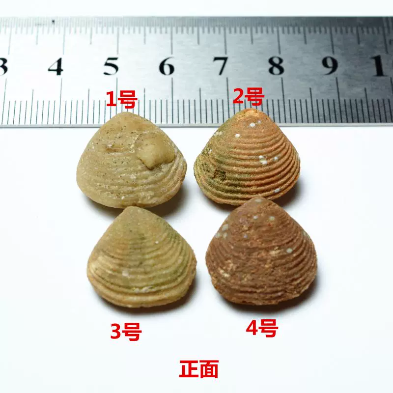 摩洛哥侏儸紀瑪瑙化花蛤化石螺化石標本收藏教學28.8元