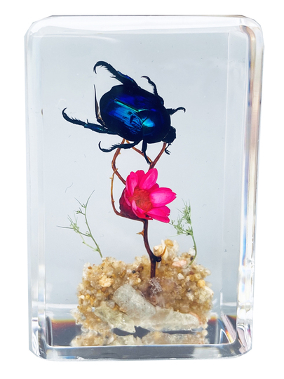 昆虫標本レジンモデル - カブトムシ、サソリ、蝶 - 未来科学