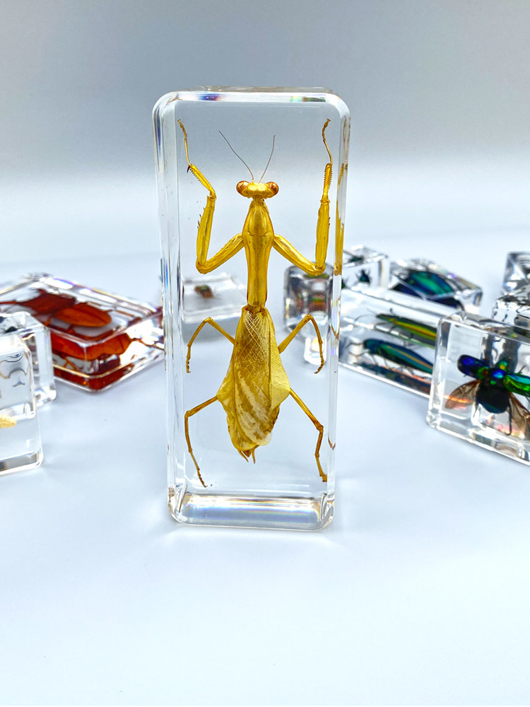 ნამდვილი ცხოველის ნიმუში Insect Cube - Future Science and Education