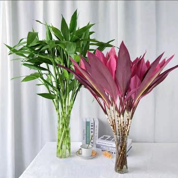 Red Purple Bamboo Lucky Bamboo Rich Bamboo Hydroponic Plant Living Room Lucky Bamboo Indoor Good for Growing Flowers