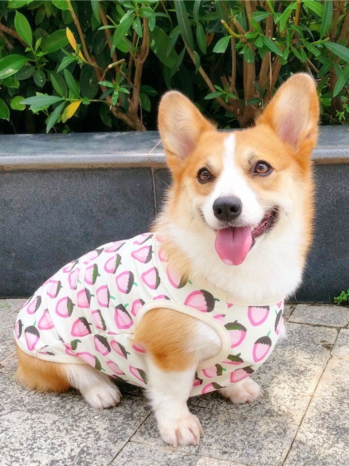 狗狗衣服夏装夏天薄款小型犬