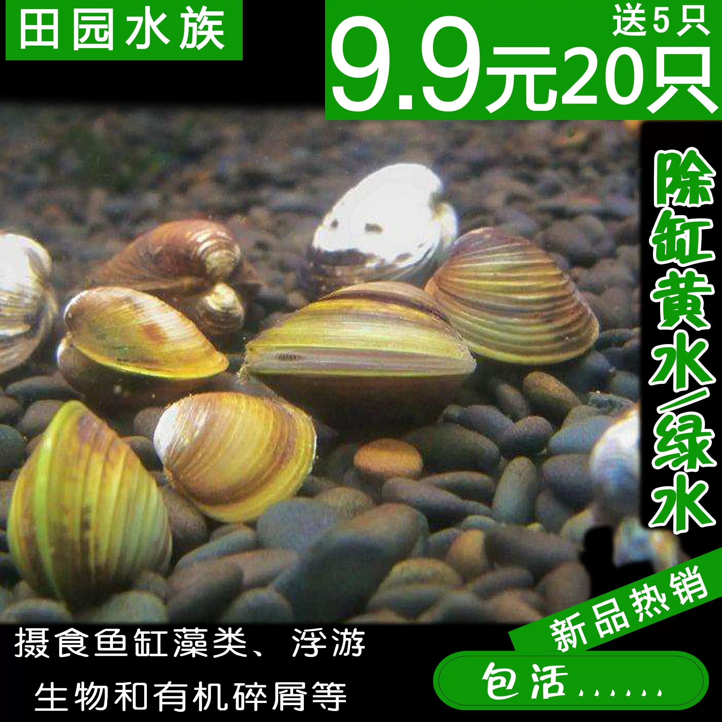 活體溪蜆貝類魚缸淨化水質旁皮魚繁殖觀賞蜆淡水蜆黃金