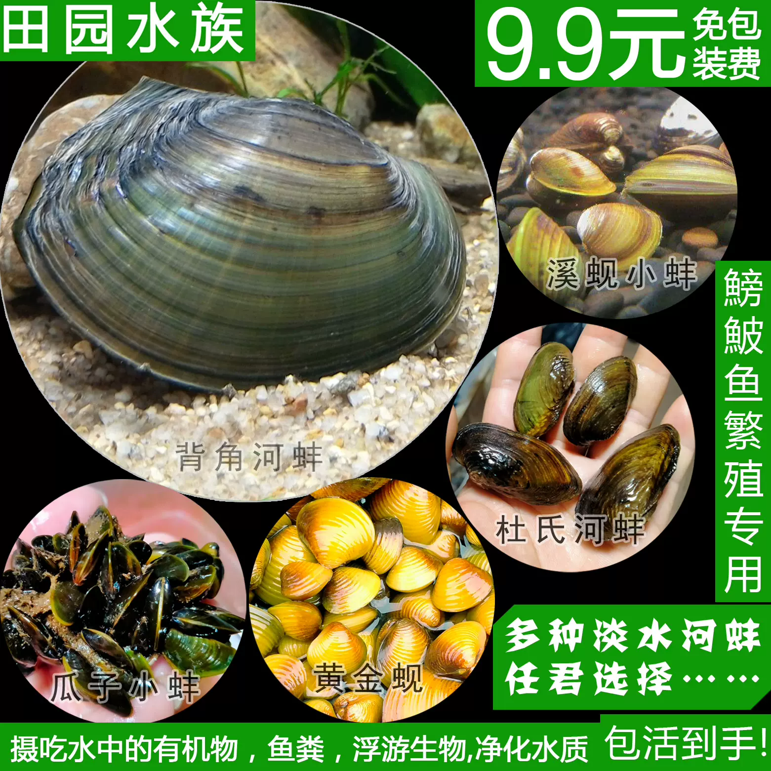 淡水河蚌活体黄金蚬贝壳贻贝瓜子蚌杜氏蚌除绿水旁皮鱼鰟鮍鱼繁殖 Taobao