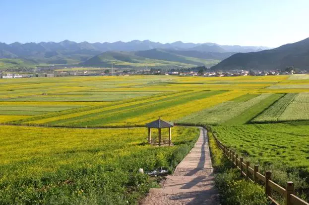 门源万亩油菜花海图片