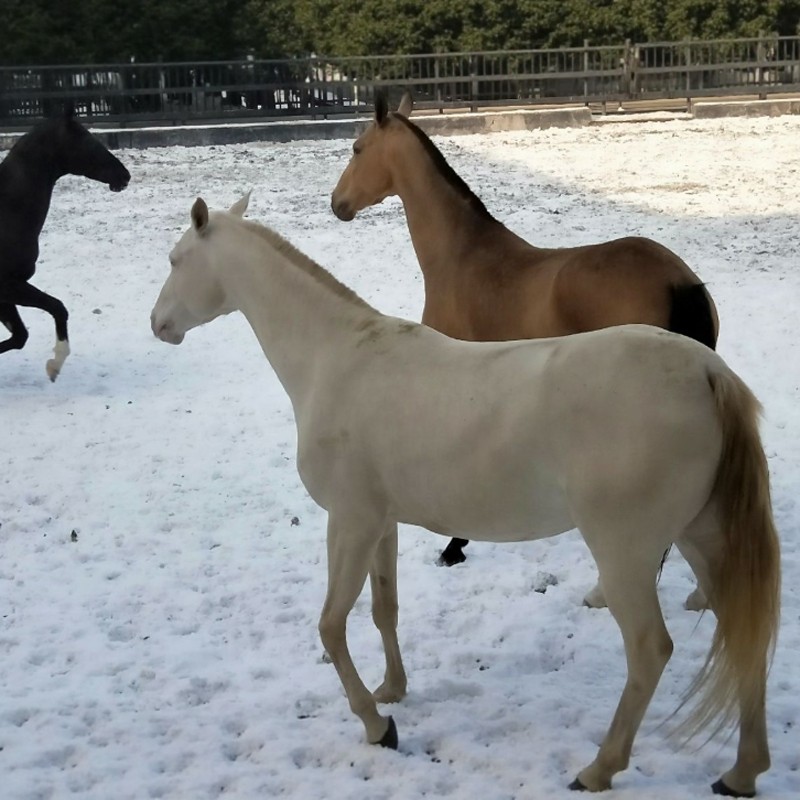 【希尔顿随心选】1晚乌鲁木齐希尔顿欢朋酒店+盐湖/海世界/汗血马基地/天山天池任选