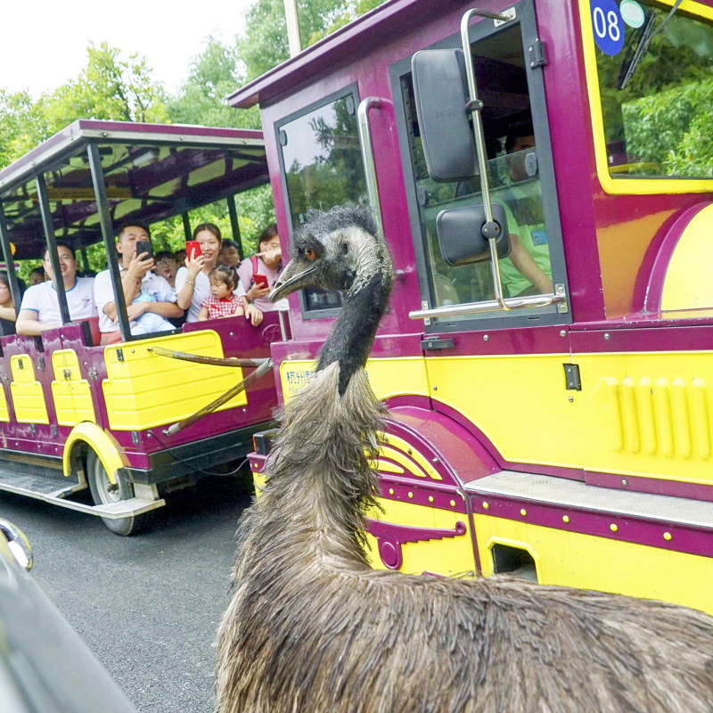 杭州雷迪森铂丽+杭州野生动物世界森泊水乐园幻想岛宋城千古情