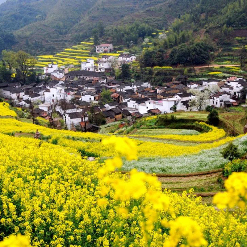 江西婺源旅游 篁岭+婺源东线3天2晚纯玩跟团游 赏花海 含高铁票