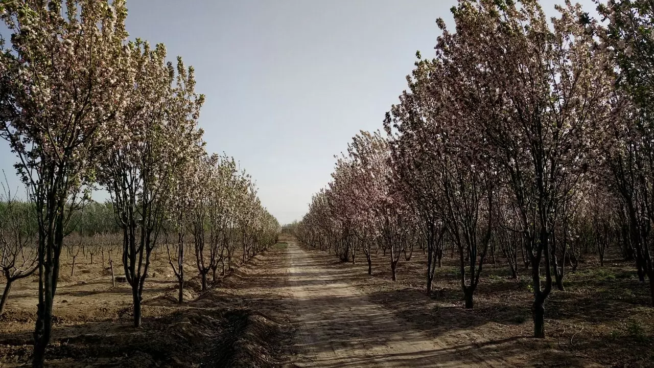 霸州生态公园图片