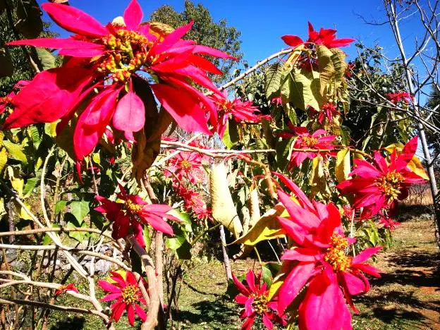 上观花公园图片