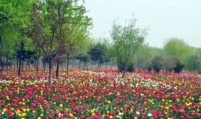 郑州漫花里中原高科技花卉博览园图片