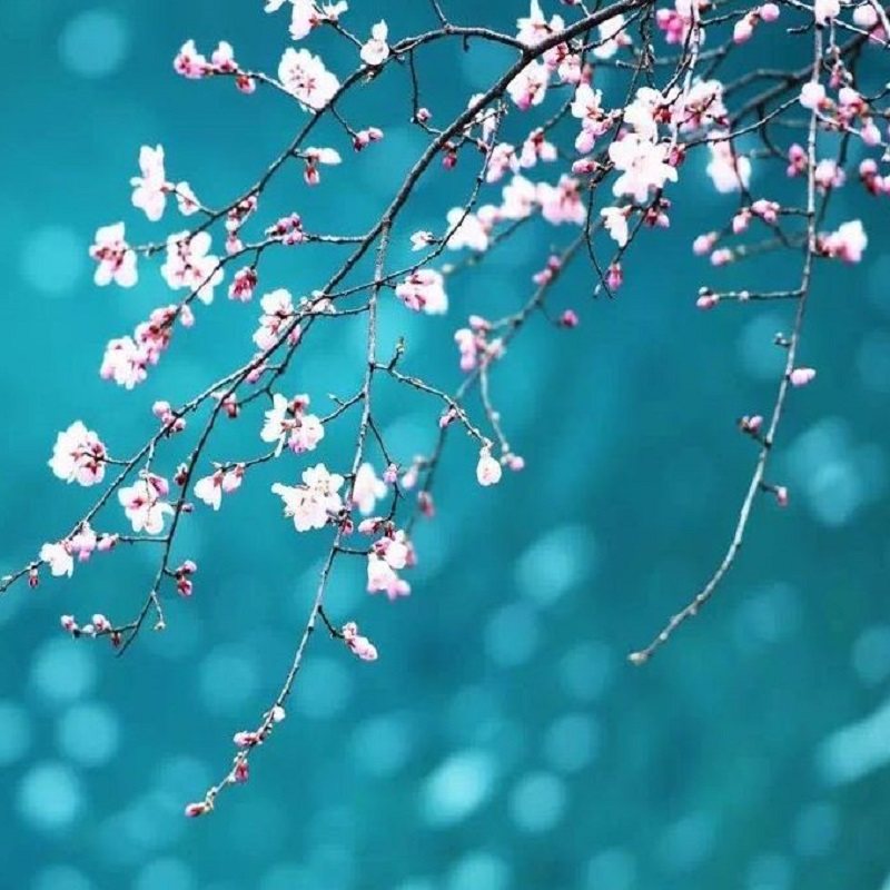 高铁8人小团 成都动车九寨沟黄龙纯玩三日游 可包车私家团 含门票 - 定制游预订