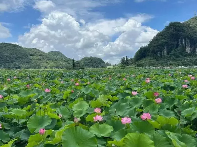 幺铺十里荷廊风景区图片