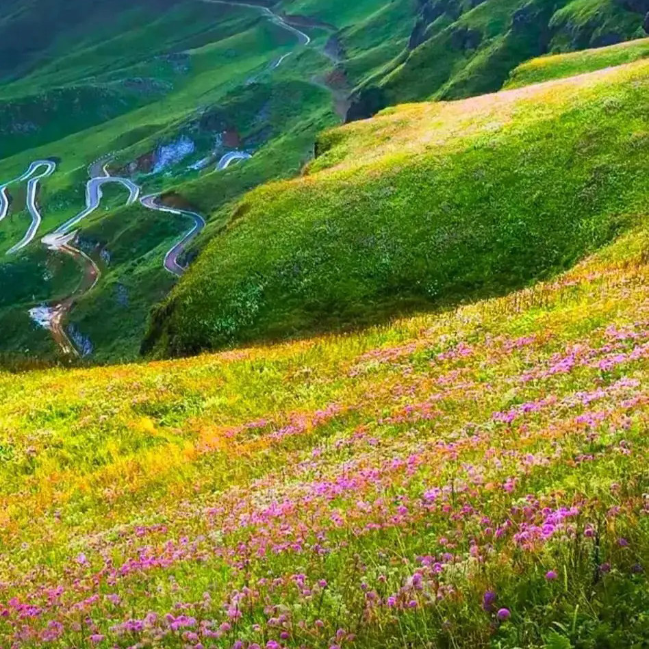 贵州花季纯玩6日/阿西里西韭菜坪-乌蒙大草原-织金洞-兴义万峰林 - 定制游预订