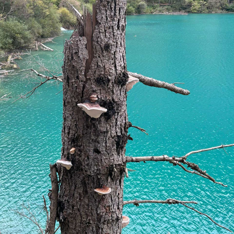 【宜见九寨】丽呈别院·四季漫居酒店(九寨沟景区店) +早餐+九寨沟门票+观光车