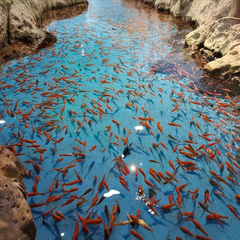 【寒假早鸟】 合肥-合肥洲际酒店2天1晚自由行随心选+合肥海洋世界门票