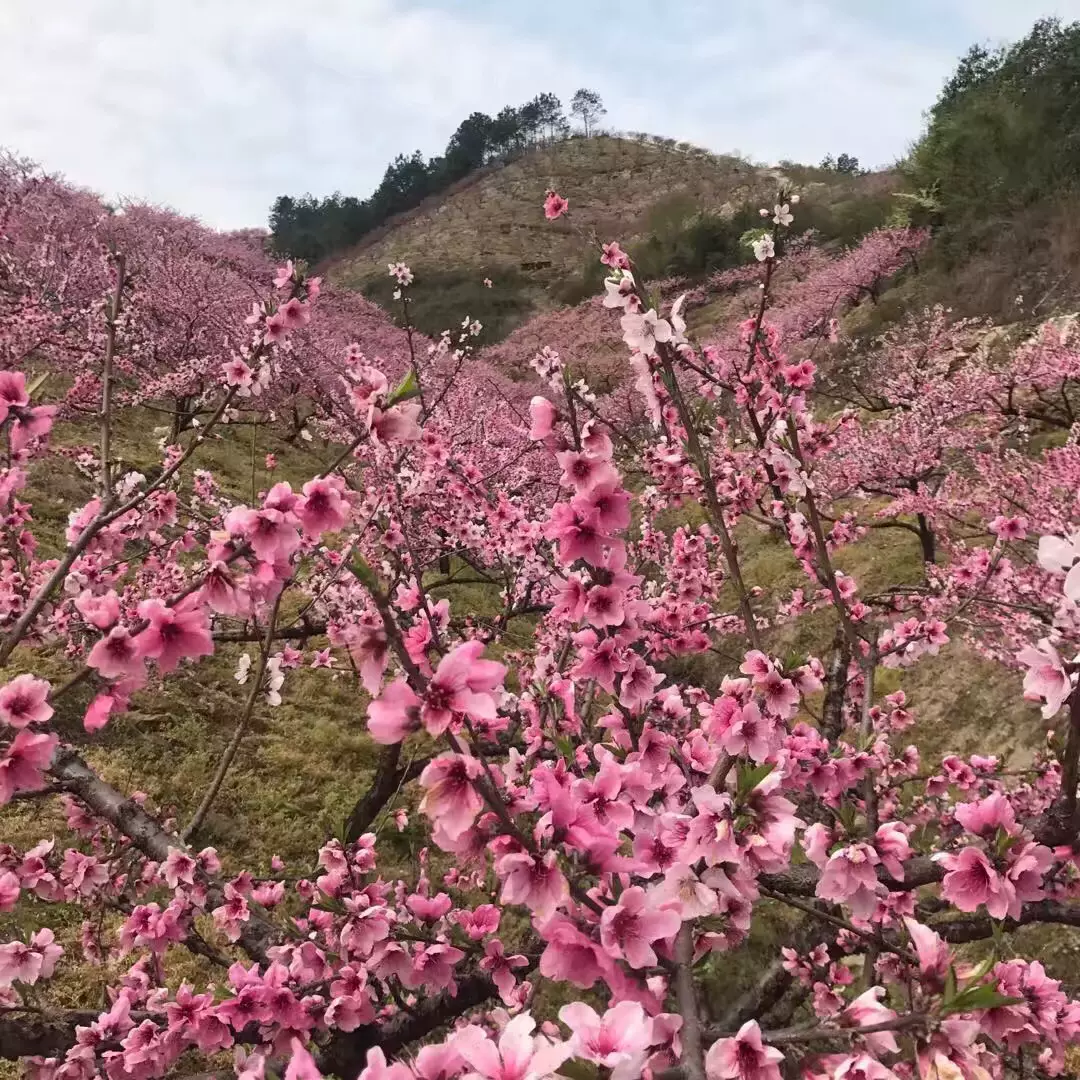 桃花坞图片