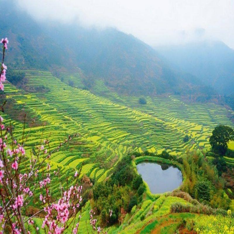 纯玩--江西夜游望仙谷篁岭三清山安徽黄山宏村新安江7天6晚跟团游 - 定制游预订