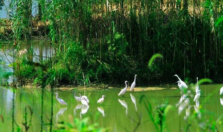 黄家湖国家湿地公园图片