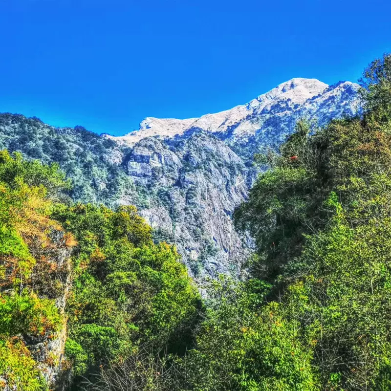 高黎贡山（中段）原始森林